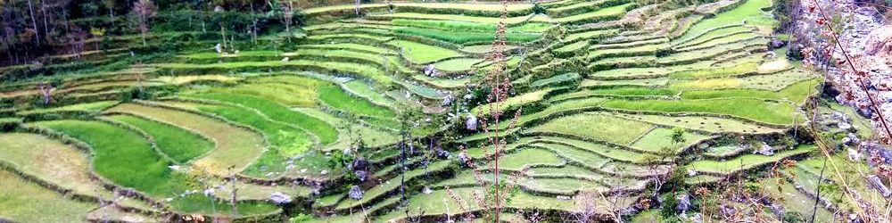 SimPLife kali terrace